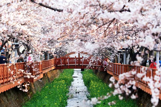 진해군항제. 창원시 제공