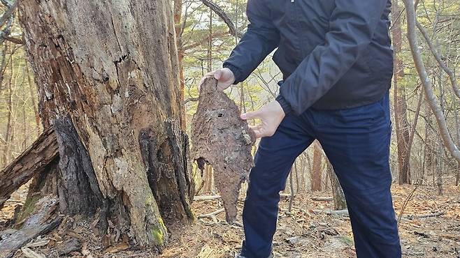 지난 22일 경북 울진 소광리 산림유전자원보호구역 일대 금강소나무 군락지에서 이미 고사한지 3년 정도 지난 금강소나무들이 하얗게 변해 썩은 몸통에서 껍질이 떨어진 모습. 윤연정 기자