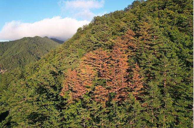 지난해 말 울진 소광리와 단일한 산림지역인 삼척 풍곡리 산림유전자원보호구역 일대에서 발견된 금강소나무 십여그루가 갈변하고 있는 모습을 드론으로 촬영한 사진. 녹색연합 제공