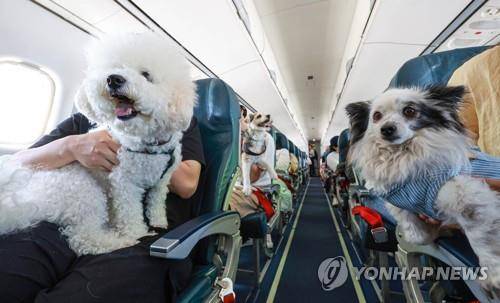 반려견과 함께하는 여행  [연합뉴스 자료사진]