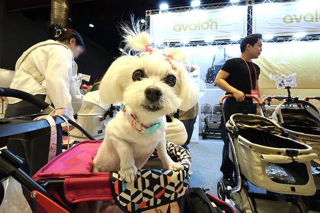 '2024 케이펫페어 서울'을 찾은 강아지. 사진은 기사 내용과 무관. / 뉴스1