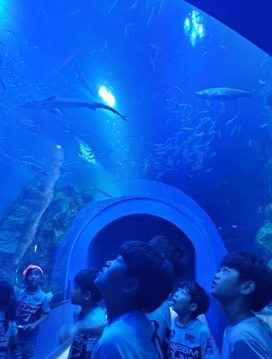 충북 단양군 단양읍 별곡리에 있는 다누리아쿠아리움을 찾은 방문객들이 아치 형태 메인 수조에서 물고기를 보고 있다. 단양군 제공.