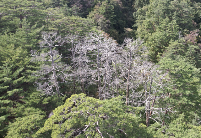 ▲ 경북 울진 소광리 산림유전자원보호구역의 금강소나무 집단고사. 녹색연합 제공