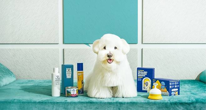 반려견  마사지와 스파  프로그램을 갖춘 조선팰리스 서울 강남의 ‘나잇 아웃 위드 마이 펫’ 패키지.  조선팰리스 서울 제공