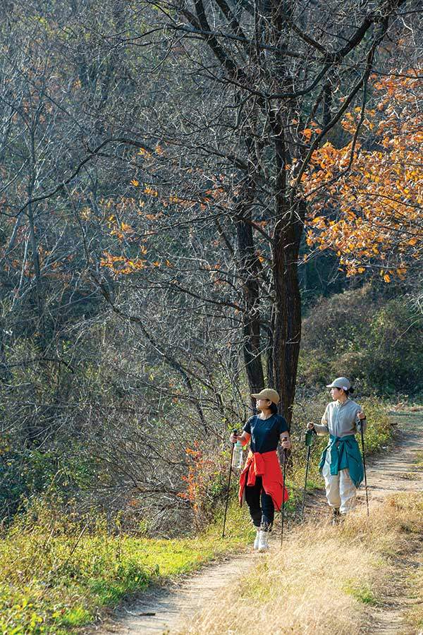 초입에는 걷기 좋은 길이 이어진다. 빽빽한 금강송숲의 풍경을 즐기며 걸었다.