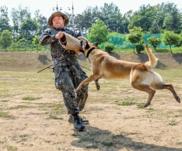 육군 군견교육대에서 양성 중인 군견. 사진 제공=국방부