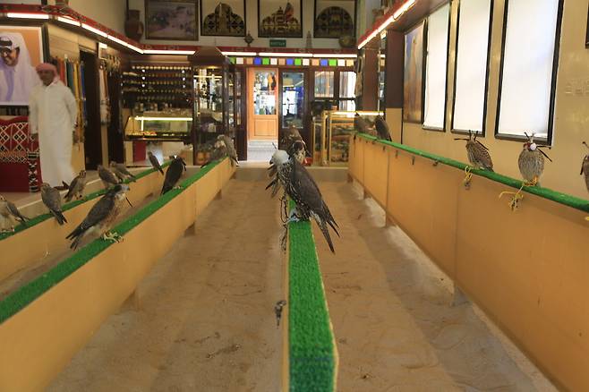 매를 파는 상점에서 전시 중인 매들 (사진. 김관수)