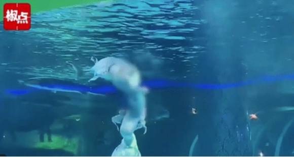 중국의 한 관광지에서 인어 공연 도중 거대 철갑상어가 배우의 머리를 무는 아찔한 사고가 발생했다. 하오칸스핀 갈무리