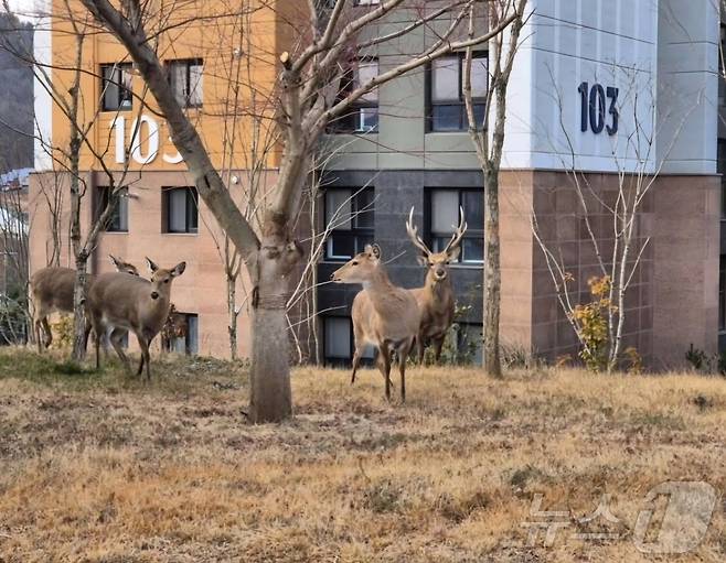 전남 순천시 한 아파트 단지에서 포착된 꽃사슴떼.(온라인 커뮤니티 갈무리).2025.2.3/뉴스1
