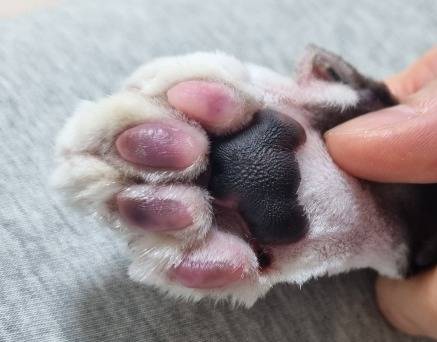 고양이 웅이는 내원 시 발바닥 젤리가 보라색으로 변한 증상을 보였다. (동물병원 제공) ⓒ 뉴스1