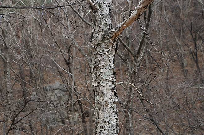 물박달나무 수피.
