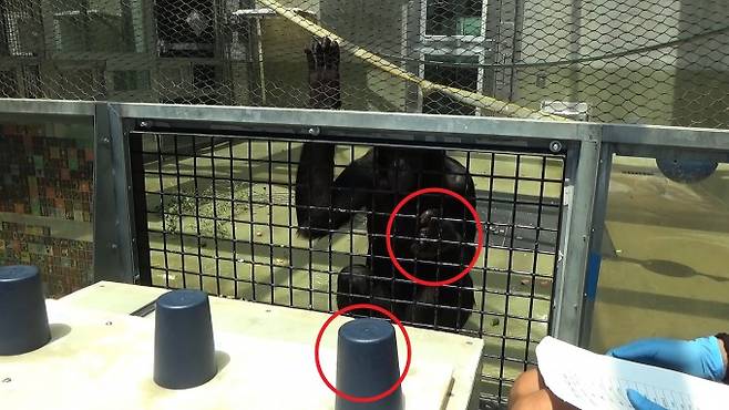 보노보가 먹이를 얻기 위해 인간과 협력하는 실험을 하고 있다. 인간이 먹이가 있는 곳을 모르는 경우에 손가락으로 먹이가 있는 곳(빨간 동그라미)을 적극적으로 가리켰다. Townrow et al.(2025)/PNAS 제공