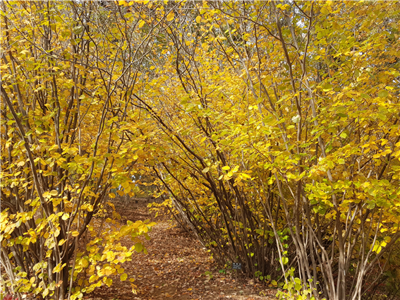 가을 국립수목원 키작은 나무언덕의 히어리길. 이유미 원장 제공