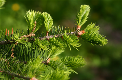 전나무 새순. 이유미 원장 제공