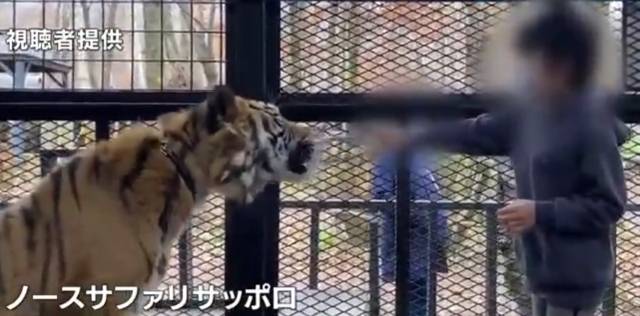 한 어린이가 일본 홋카이도 삿포로시 미나미구 민간 동물원 ‘노스 사파리 삿포로’에서 우리에 들어가 호랑이에게 직접 먹이를 주는 모습. 홋카이도방송 영상