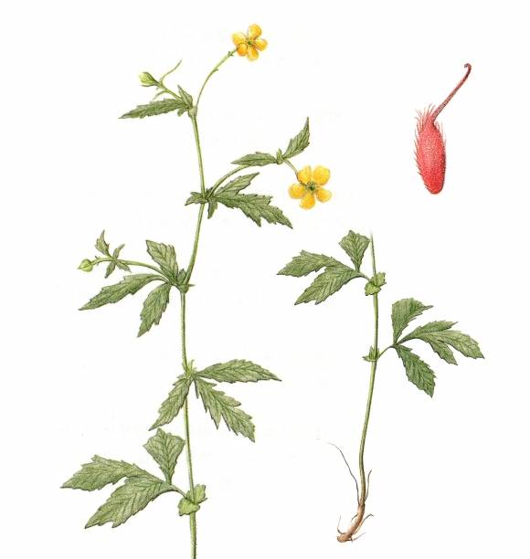 큰뱀무는 뱀이 좋아하는 땅에서 자라고 뿌리잎이 무와 닮았다. 뱀무에 비해 꽃이 크며 줄기잎이 우상으로 갈라진다. 그림 왼쪽은 큰뱀무의 윗부분, 오른쪽은 뿌리 부분이다. 오른쪽 위는 큰뱀무의 씨앗.