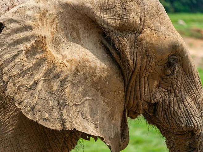 코끼리, 박쥐, 토끼 등 포유류의 뛰어난 청력은 몸 밖으로 튀어 나와 있는 외이 덕분일 수 있다. Pexels