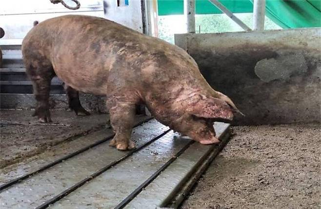 도축장에 도착한 한 돼지가 하차대에서 주춤거리는 모습. 발굽동물인 소와 돼지는 트럭에서 하차할 때 하차대의 각도에 따라 어려움을 겪을 수 있다. 전채은 제공