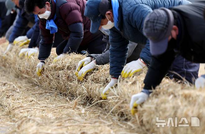 [청도=뉴시스] 이무열 기자 = 6일 오후 경북 청도군 청도천 둔치에서 군민들이 ‘2025 정월대보름 민속한마당’에 사용될 도주줄당기기 가닥줄을 엮고 있다. 2025.02.06. lmy@newsis.com