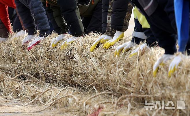 [청도=뉴시스] 이무열 기자 = 6일 오후 경북 청도군 청도천 둔치에서 군민들이 ‘2025 정월대보름 민속한마당’에 사용될 도주줄당기기 가닥줄을 엮고 있다. 2025.02.06. lmy@newsis.com