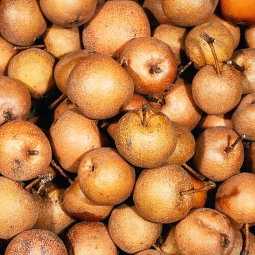 배나무의 야생종인 돌배. 지리산농부마을