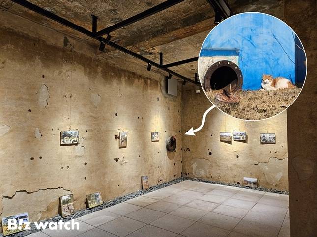 지난 6일 방문한 조치원 문화정원 내 갤러리. 정수장으로 썼던 건물이라 물때가 끼고 벽이 부식돼 있다. 과거 침전기 및 여과기 통로는 고양이가 이용하고 있다./사진=채신화 기자