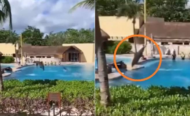 멕시코 칸쿤의 한 호텔에서 한 돌고래쇼 중 콘크리트 바닥에 부딪혀 사망하는 영상이 SNS에 확산했다. (사진=인스타그램 캡처)