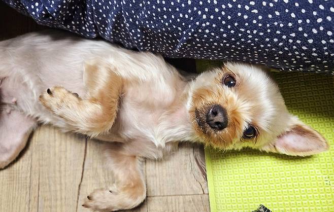 20250206_230140.jpg 저녁 포장해온 미꾸라지 튀김에 한잔