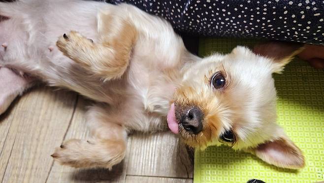 20250206_230155.jpg 저녁 포장해온 미꾸라지 튀김에 한잔