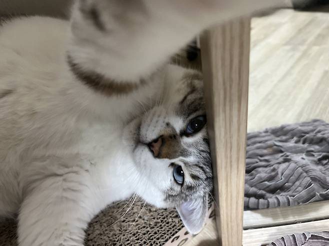 우리 몽실이 보고가세용