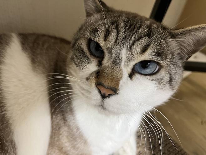 우리 몽실이 보고가세용