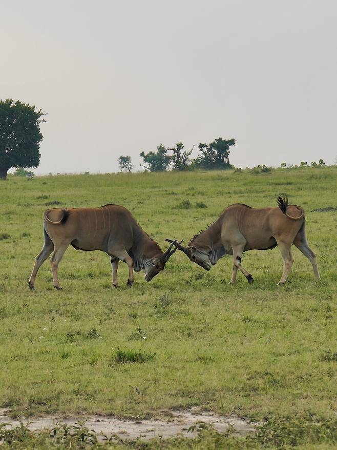 DSC06598.jpeg 설 연휴에 다녀온 케냐 사진