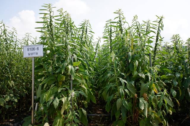 신품종 참깨 ‘영웅(밀양77호)’. 기존 참깨 품종인 ‘건백’에 견줘 수확량이 30%가량 많고 각종 병해에도 강하다. 농촌진흥청