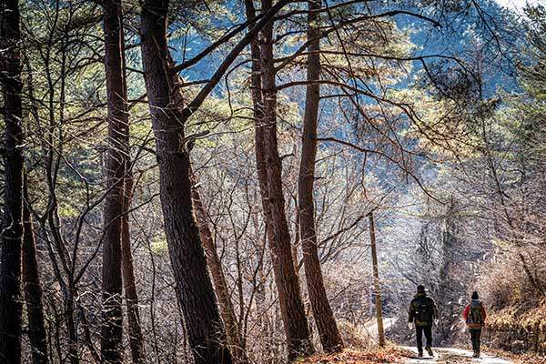 내앞마을에서 누금마을로 넘어가는 고개엔 늘씬한 소나무와 참나무가 숲을 이루고 있다.