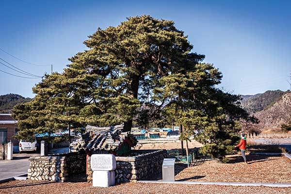 천연기념물 행곡리 처진소나무.