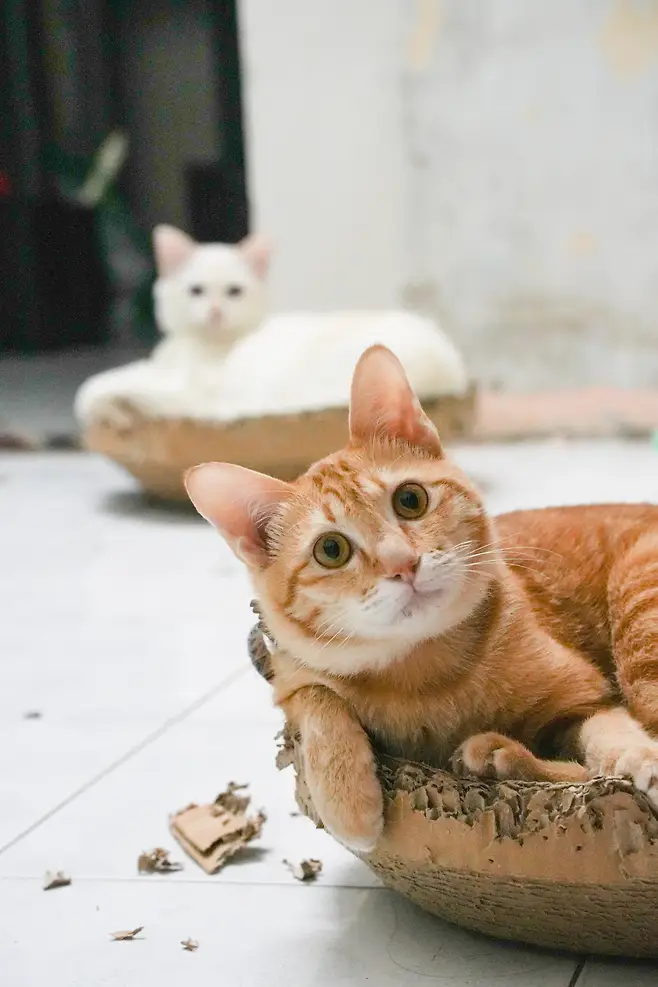 7cf0f415c6826ef439e798a213d3341d11252244cbe8ed772beb3e74