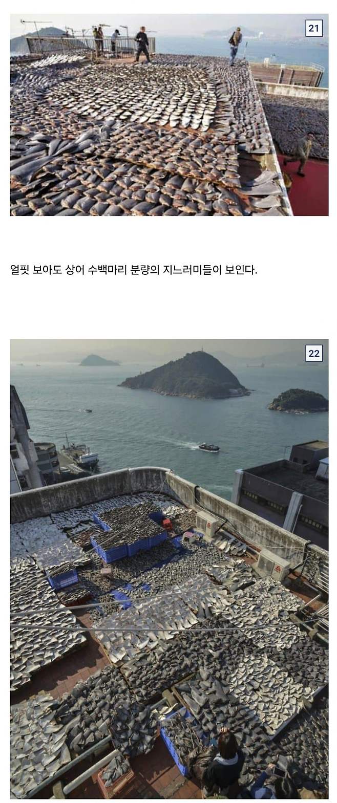 12.jpg 중국요리 샥스핀의 추악한 진실