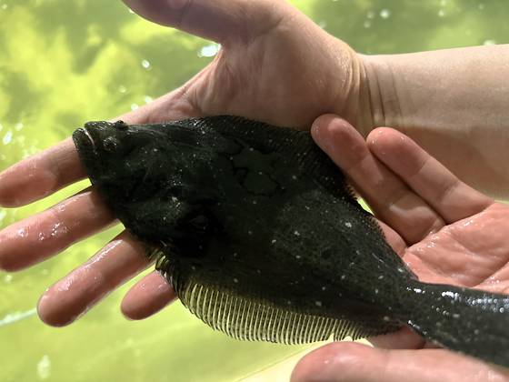 경남 거제시 라온바다 양식장에서 키우고 있는 새끼 광어. 천권필 기자