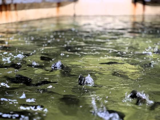 경남 거제시 라온바다에서 배합사료를 먹기 위해 광어들이 수면 위로 튀어오르고 있다. 천권필 기자