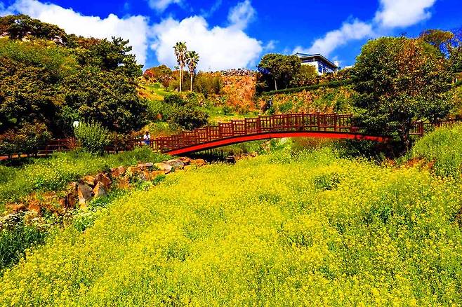 유채꽃 만개한 엉덩물계곡