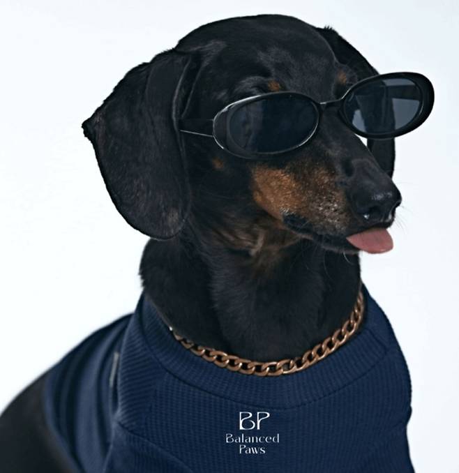 이승현 대표의 반려견 '상남이'는 밸런스파우 커뮤니티에서 댕표이사(DEO)로 활약하고 있다.