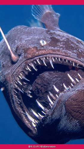 검은 악마 물고기(Black Devil Fish) / 인스타그램 @jara.natura