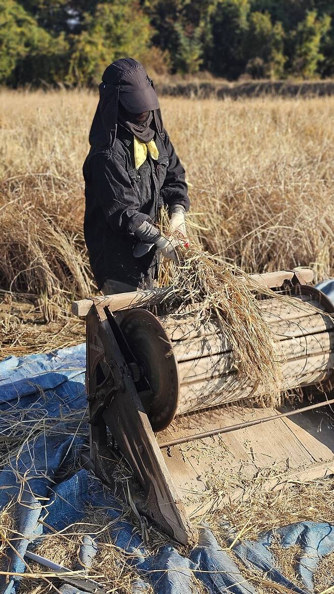 다양한 품종의 토종 벼가 서로 섞이지 않게 하기 위해 기계가 아닌 발 탈곡기로 일일이 나락을 털고 있는 최유리씨. 반농반X자급자족연구회 제공.