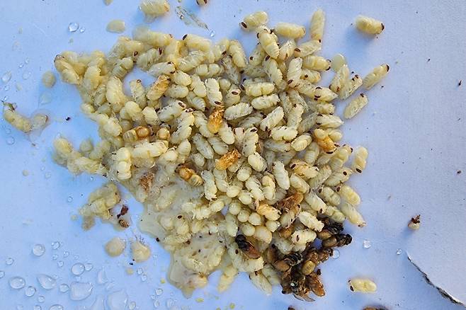 꿀벌 번데기에 기생하는 꿀벌 응애. 농림축산식품부