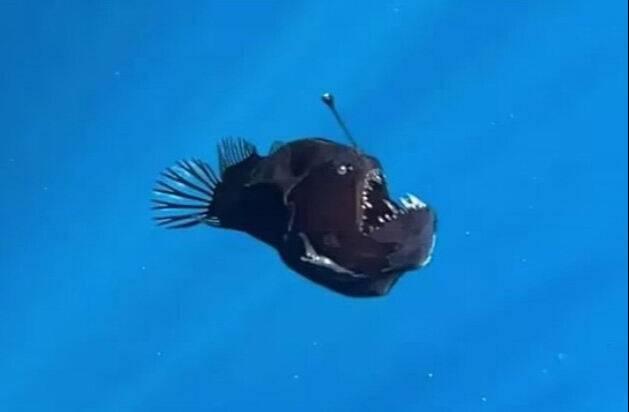 스페인 해안에서 심해어 '악마의 물고기'가 포착됐다. 인스타그램 'condrik_tenerife' 캡처