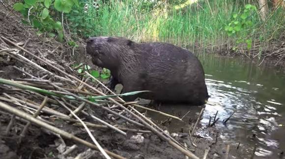 체코에 서식하는 비버. 출처=AOPK