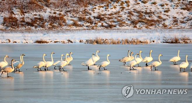 경포저류지 백조들의 '봄의 왈츠' [연합뉴스 자료사진]
