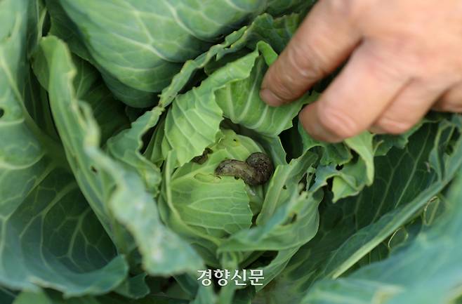 유기농 농부 강순희씨의 양배추 속에 도둑나방의 애벌레가 숨어있다.  권도현 기자