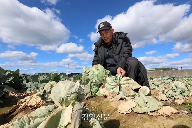 농부 박용규씨가 지난해 12월4일 제주시 한경면 자신의 밭에서 침수로 썩거나 과성장으로 터진 양배추를 살펴보고 있다.   권도현 기자