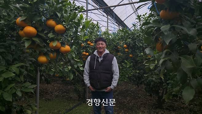 레드향과 천혜향을 재배하는 농부 김윤천씨가 지난해 12월6일 서귀포시 남원읍 자신의 천혜향 비닐하우스에서 포즈를 취하고 있다.   전지현 기자